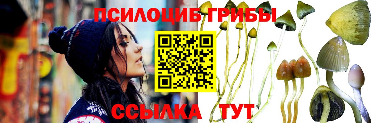 Псилоцибиновые грибы Psilocybe Абинск